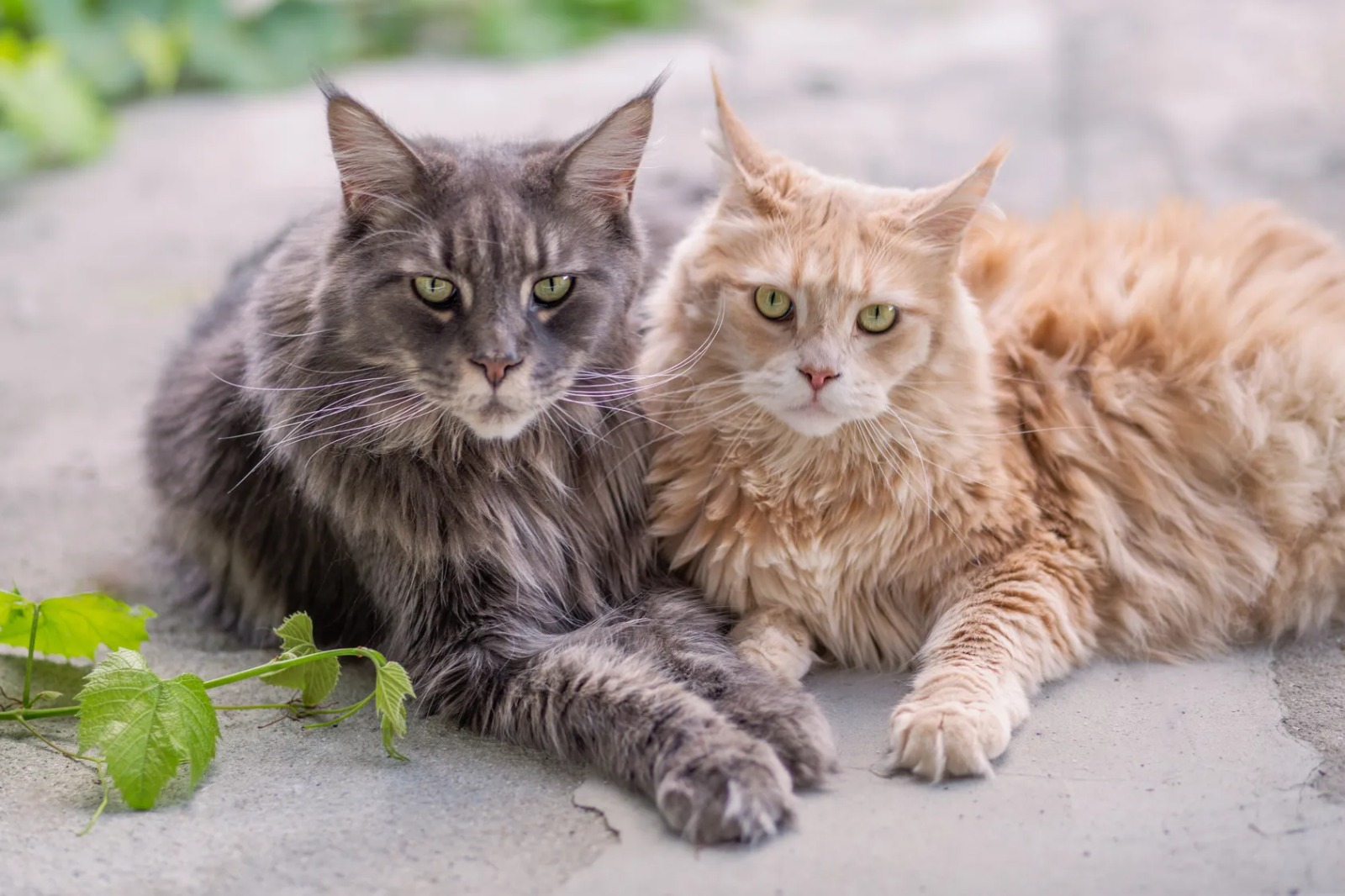 Adorable Maine Coon Kittens for Sale – Reserve Yours Today