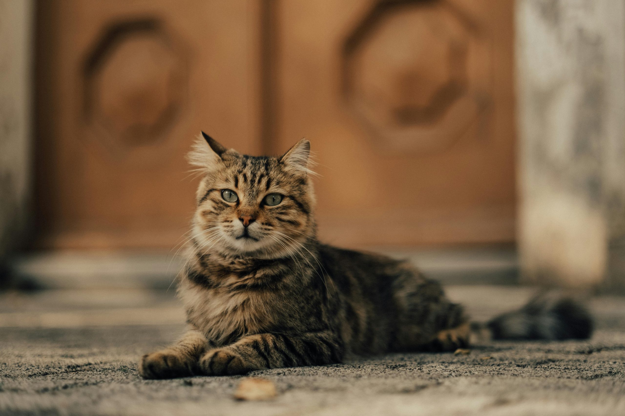 Find Maine Coon Kittens for Sale Oakland | Visit Our Roseville Cattery
